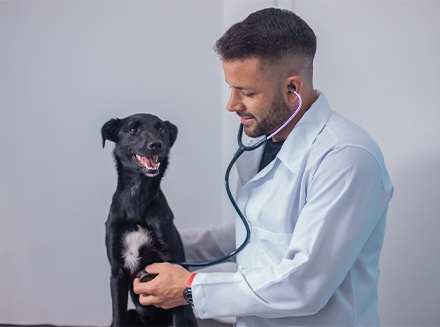 Atendimento Veterinário