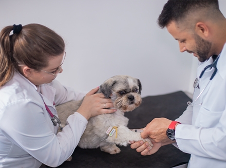 Exames e Vacinação Pet